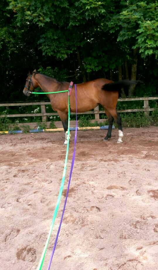 Lunging with two reins? Photos? Horse and Hound Forum